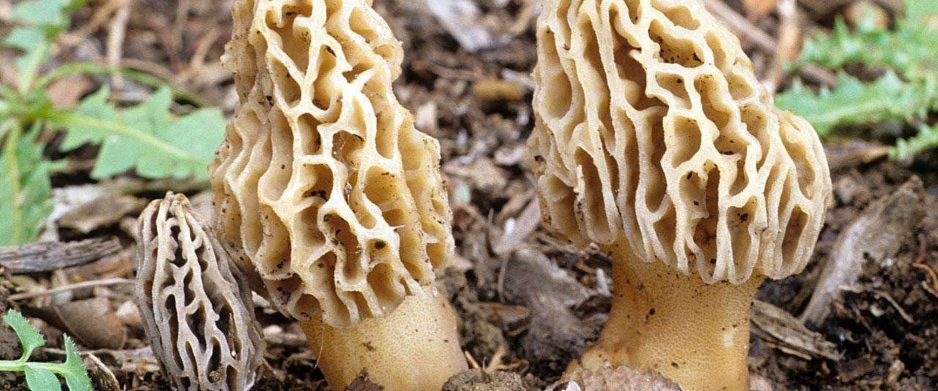 Discovering the Delicious World of Morel Mushrooms