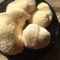 Lion's Mane Mushrooms: A Delicious Addition to Chinese Cooking